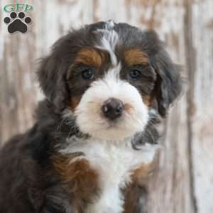Marcella, Mini Bernedoodle Puppy