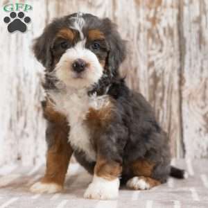 Marcella, Mini Bernedoodle Puppy