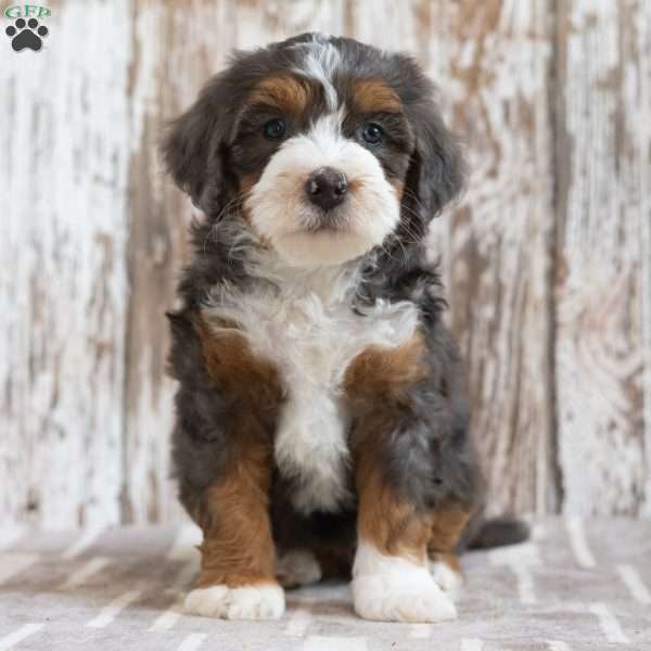 Marcella, Mini Bernedoodle Puppy