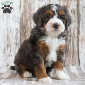 Marcella, Mini Bernedoodle Puppy