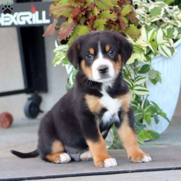 Marcus, Greater Swiss Mountain Dog Puppy