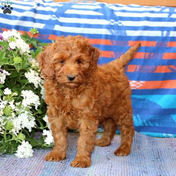 Marcus, Mini Goldendoodle Puppy
