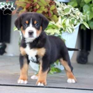 Marcus, Greater Swiss Mountain Dog Puppy