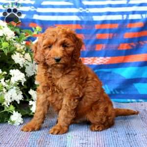 Marcus, Mini Goldendoodle Puppy