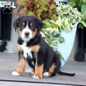 Marcus, Greater Swiss Mountain Dog Puppy