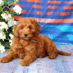 Marcus, Mini Goldendoodle Puppy
