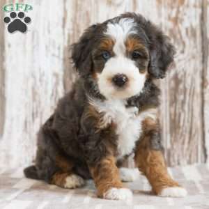 Marissa, Mini Bernedoodle Puppy