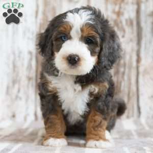 Marissa, Mini Bernedoodle Puppy
