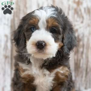 Marissa, Mini Bernedoodle Puppy