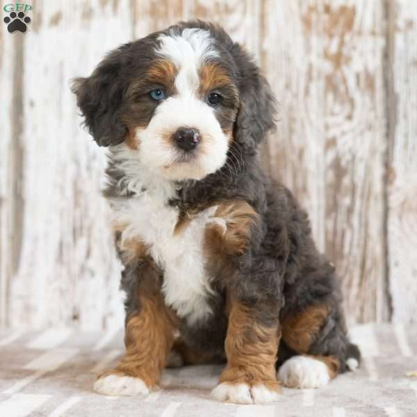 Marissa, Mini Bernedoodle Puppy