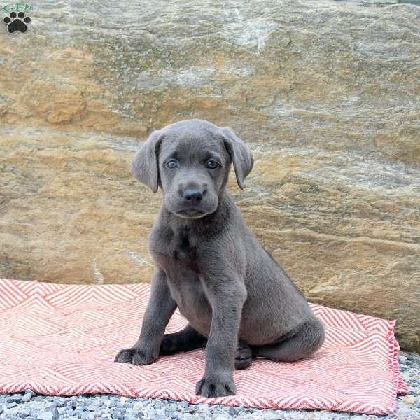 Marko, Charcoal Labrador Retriever Puppy