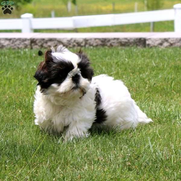 Marlee, Shih Tzu Puppy