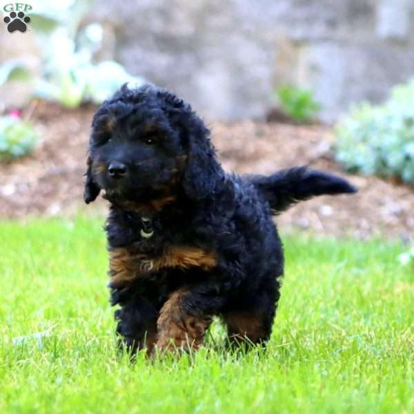 Marlee, Mini Goldendoodle Puppy