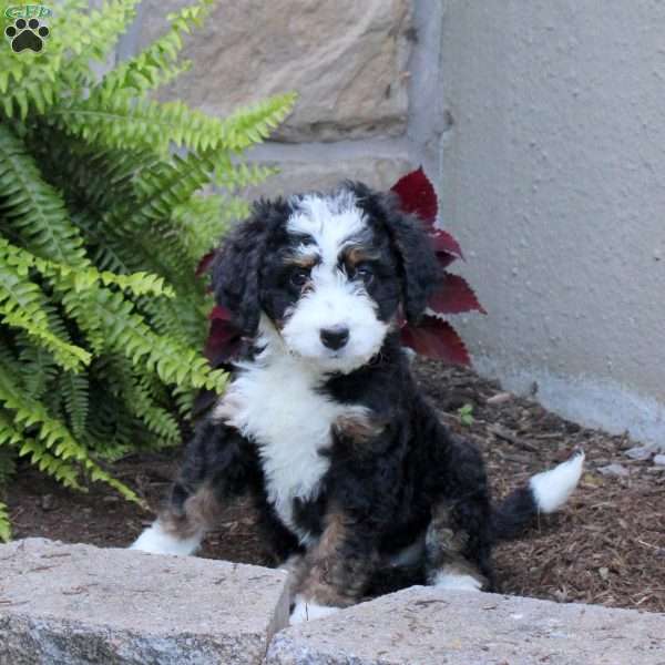 Marley, Mini Bernedoodle Puppy