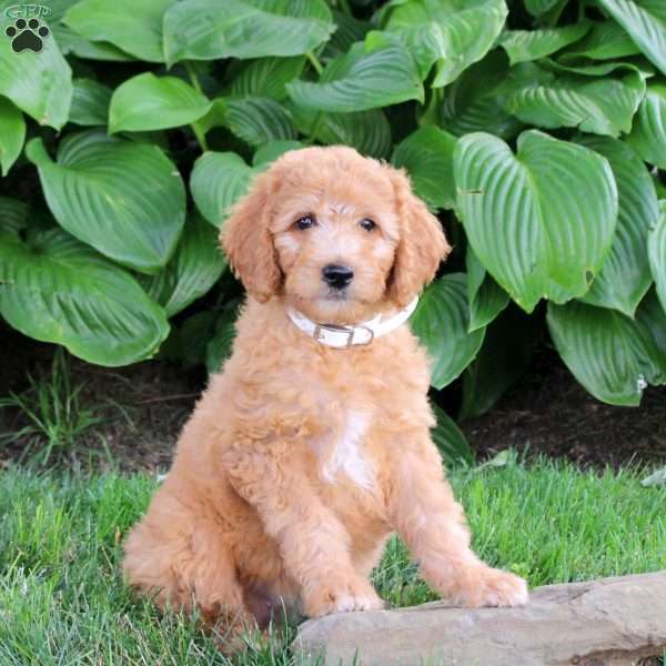 Marley, Cockapoo Puppy