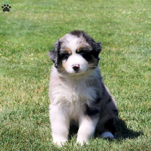 Marley, Australian Shepherd Puppy