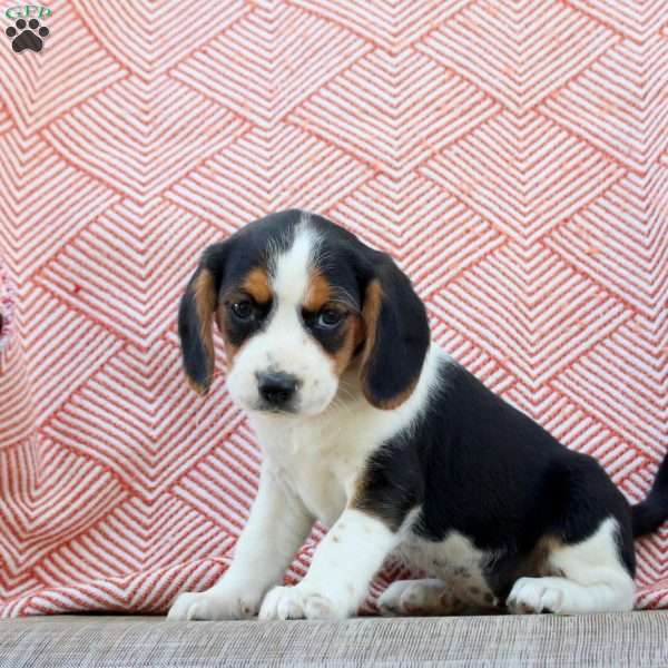 Marley, Beaglier Puppy