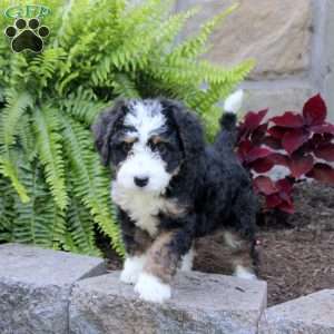 Marley, Mini Bernedoodle Puppy