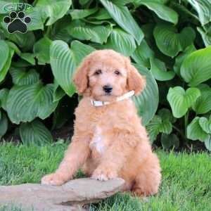 Marley, Cockapoo Puppy