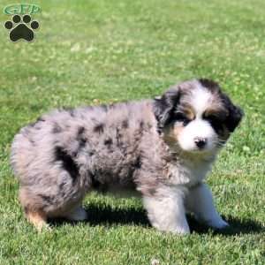 Marley, Australian Shepherd Puppy