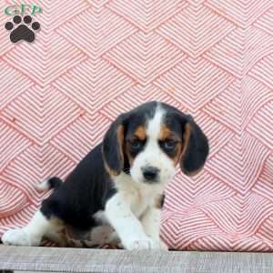 Marley, Beaglier Puppy