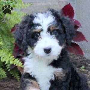 Marley, Mini Bernedoodle Puppy
