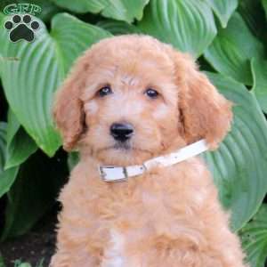 Marley, Cockapoo Puppy