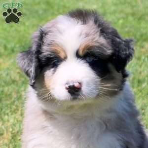 Marley, Australian Shepherd Puppy