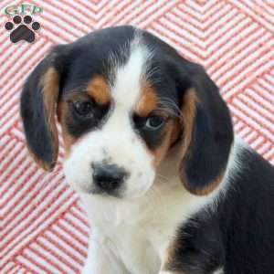 Marley, Beaglier Puppy