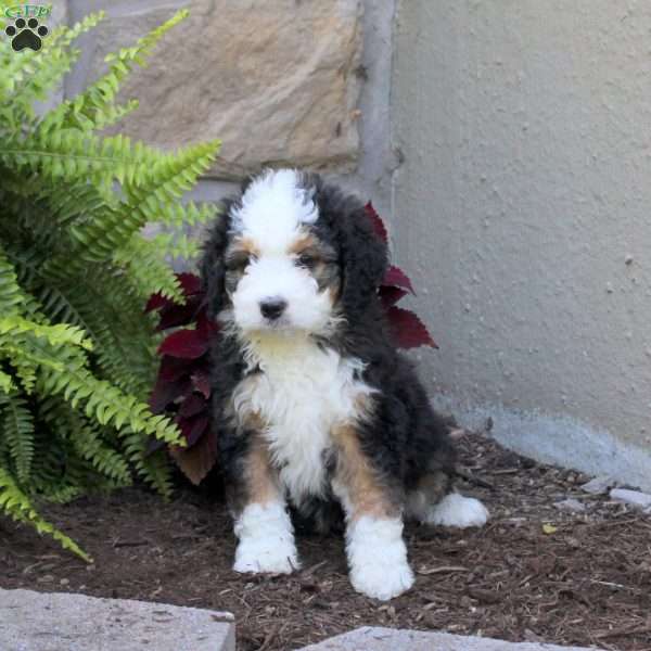 Marshall, Mini Bernedoodle Puppy