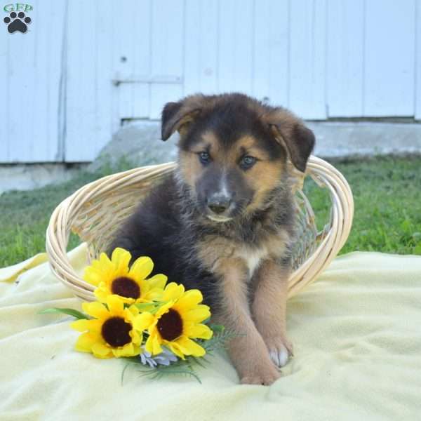Marshall, German Shepherd Mix Puppy