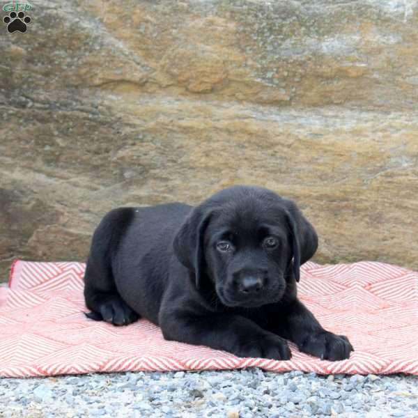 Marshall, Black Labrador Retriever Puppy