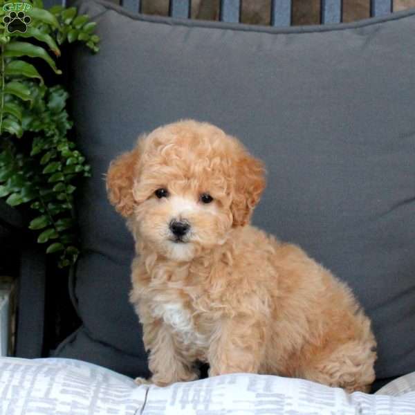 Marshall, Bich-Poo Puppy