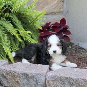 Marshall, Mini Bernedoodle Puppy
