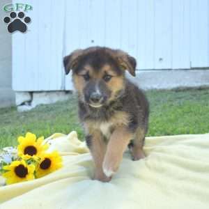Marshall, German Shepherd Mix Puppy