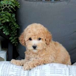 Marshall, Bich-Poo Puppy