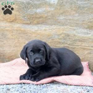 Marshall, Black Labrador Retriever Puppy