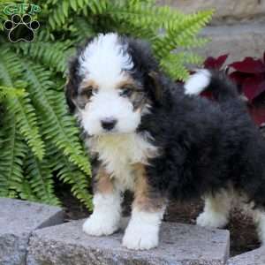 Marshall, Mini Bernedoodle Puppy