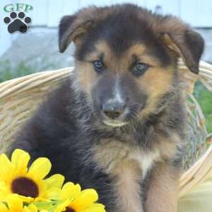 Marshall, German Shepherd Mix Puppy