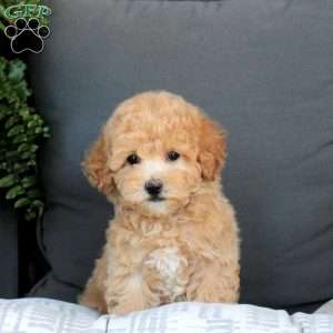 Marshall, Bich-Poo Puppy
