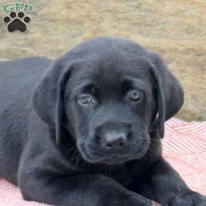 Marshall, Black Labrador Retriever Puppy