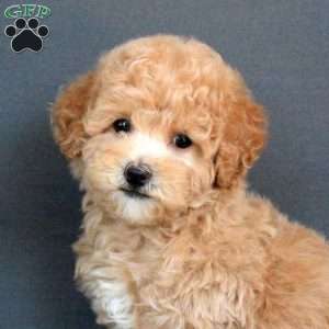 Marshall, Bich-Poo Puppy