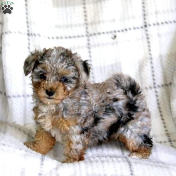 Marshmellow, Havapoo Puppy