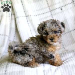 Marshmellow, Havapoo Puppy