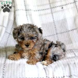 Marshmellow, Havapoo Puppy