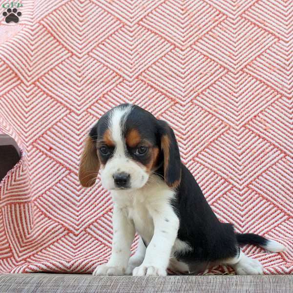 Martha, Beaglier Puppy
