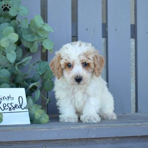 Marty, Toy Poodle Puppy