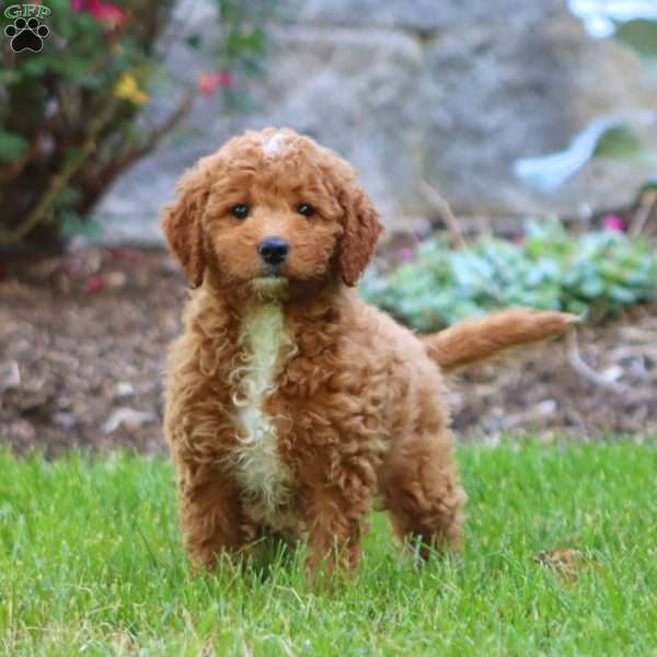 Mary, Mini Goldendoodle Puppy