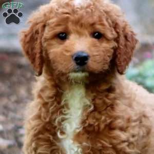 Mary, Mini Goldendoodle Puppy