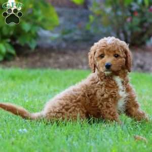 Mary, Mini Goldendoodle Puppy